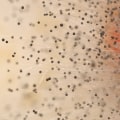 Understanding Mold and Mildew Spores: A Guide to Improving Indoor Air Quality