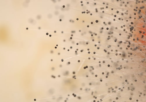 Understanding Mold and Mildew Spores: A Guide to Improving Indoor Air Quality